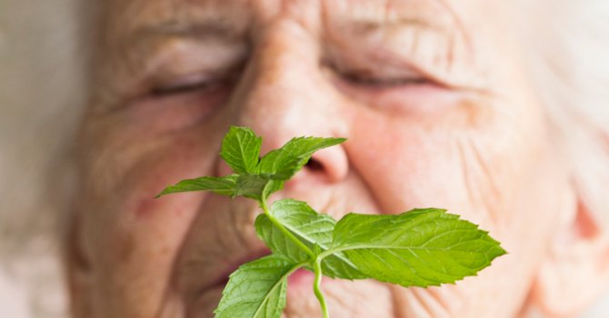 Koku ile Alzheimer arasındaki bağlantı farelerde keşfedildi