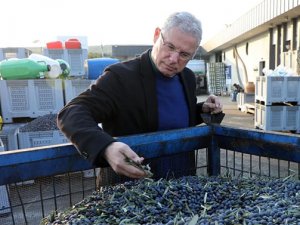 Mudanya, kendi zeytin markasını yaratacak