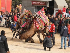 Elmalı'da develer kıran kırana güreşti