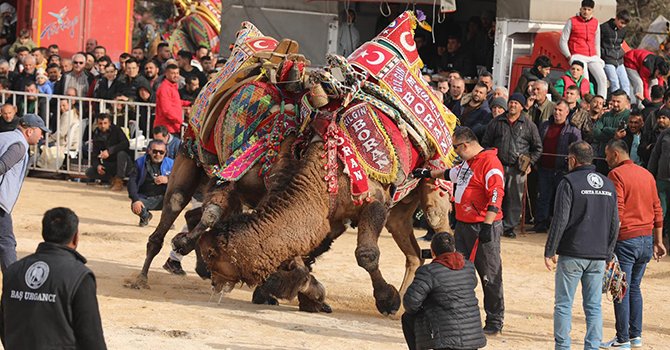 Elmalı'da develer kıran kırana güreşti