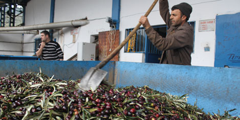 Güre'de taş baskı zeytinyağı