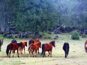 3 bin ardıç ağacı mermer ocağı için kesilecek