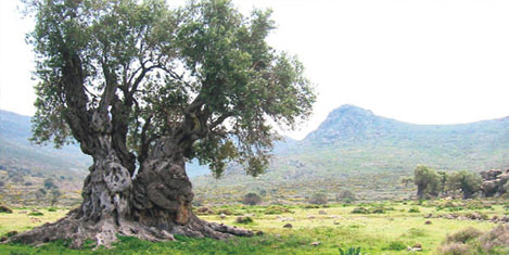 Zeytin devi organik yetiştirecek