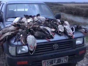 Kuş Cenneti'nde yeşilbaşlı ördek katliamı