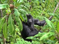 Ruanda, goril turizmi ile ülkeye turist çekiyor