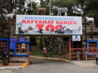 Antalya Hayvan Bahçesi'nde 6 farklı türden 16 sevimli dost