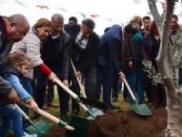 Tece sahiline tepki için zeytin ağacı dikildi