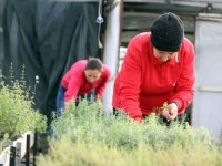 Yangın bölgesine dikilen aromatik bitkileri fideleri boy verdi