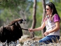 Tedavisi yapılan Kara Akbaba Antalya'da doğa bırakıldı