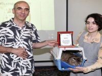 Kedi güzellik yarışmasında "Müstesna" birinci oldu