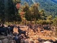 Türkiye'nin en güzel yürüyüş yolu Likya'da