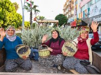 Manavgat'ta 1. Zeytin ve Zeytinyağı Festivali 