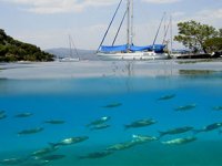 Göcek koylarında doğa katliamı