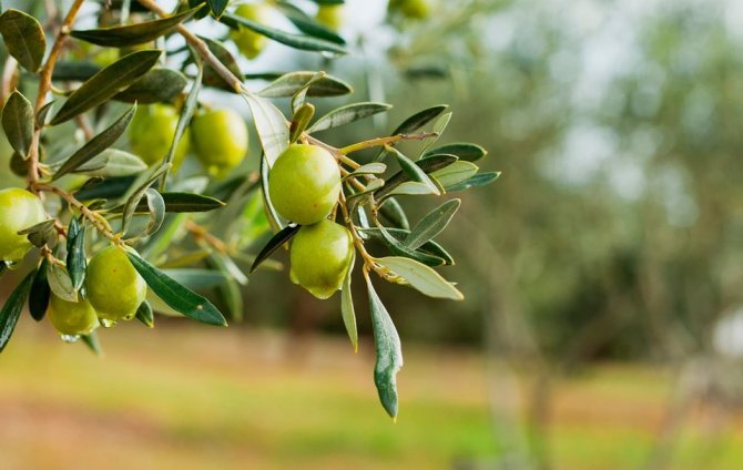 -17.-ayvalik-zeytin-hasadi.jpg