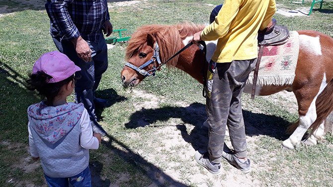 -at-uzerinde-tedavi.jpg