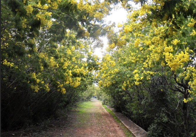 adalar-mimoza-festivali-001.jpg