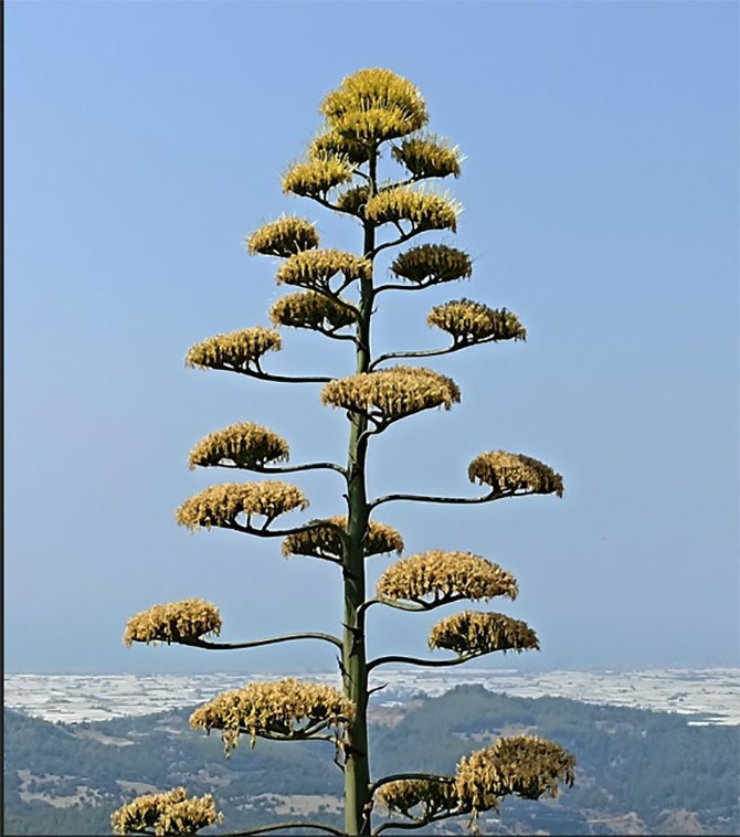 agave,.jpg