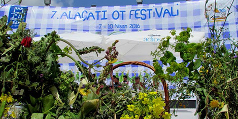 alacati-ot-festivali-6.jpg