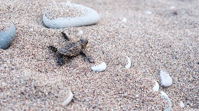 caretta-yavrusu,-kemer,-cirali.jpg