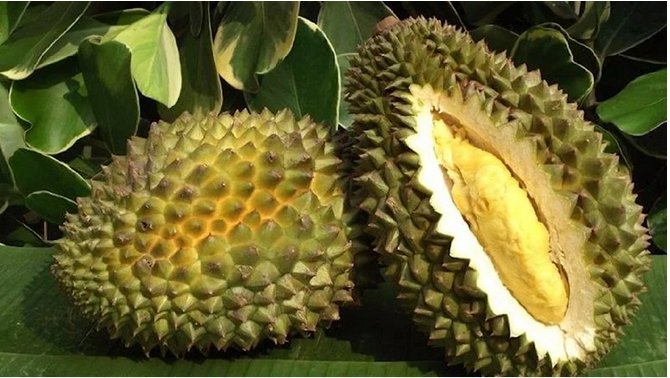 durian-meyvesi,-thy.png