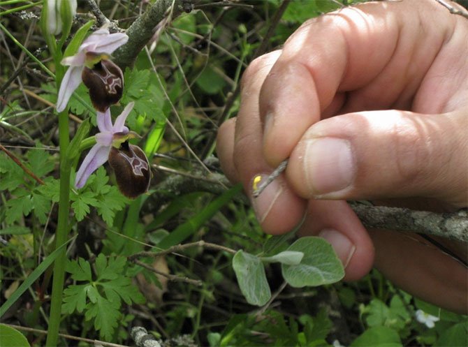 kas-orkidesi-(ophrys-lycia)-001.jpg