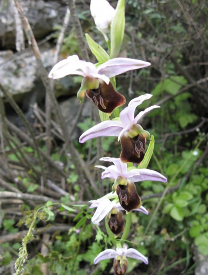 kas-orkidesi-(ophrys-lycia)-002.jpg