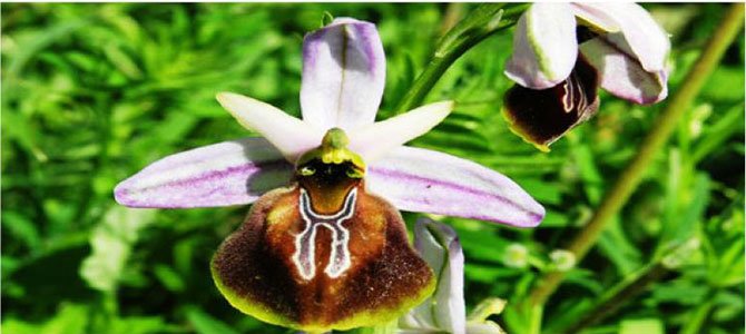 kas-orkidesi-(ophrys-lycia).jpg