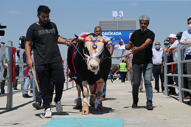 kurban-guzellik-yarismasini.jpg