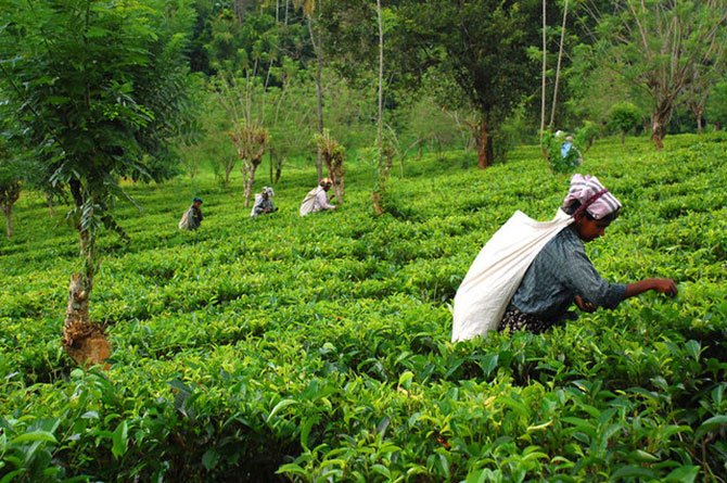 mozambik,-sri-lanka.jpg