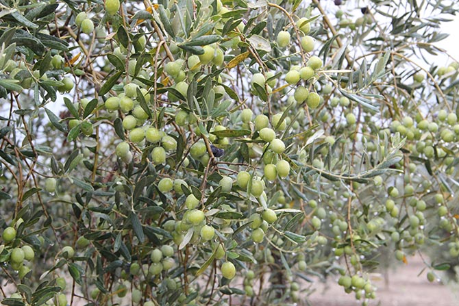 zeytin-ve-zeytinyagi--004.jpg